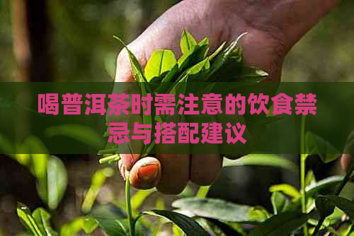 喝普洱茶时需注意的饮食禁忌与搭配建议