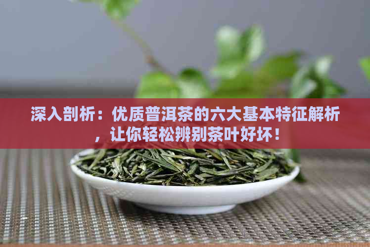 深入剖析：优质普洱茶的六大基本特征解析，让你轻松辨别茶叶好坏！