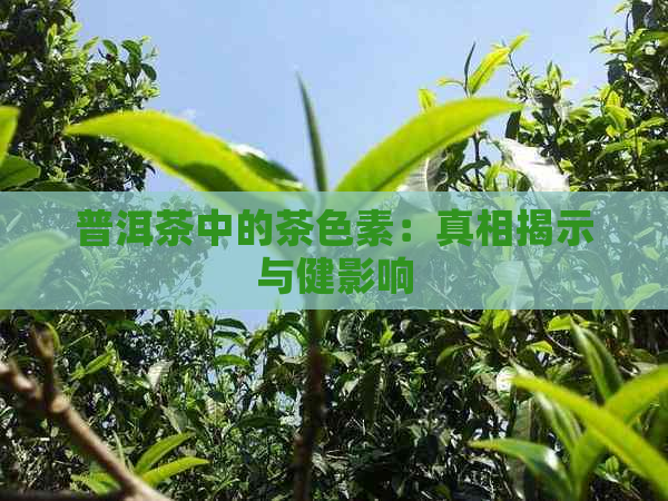 普洱茶中的茶色素：真相揭示与健影响