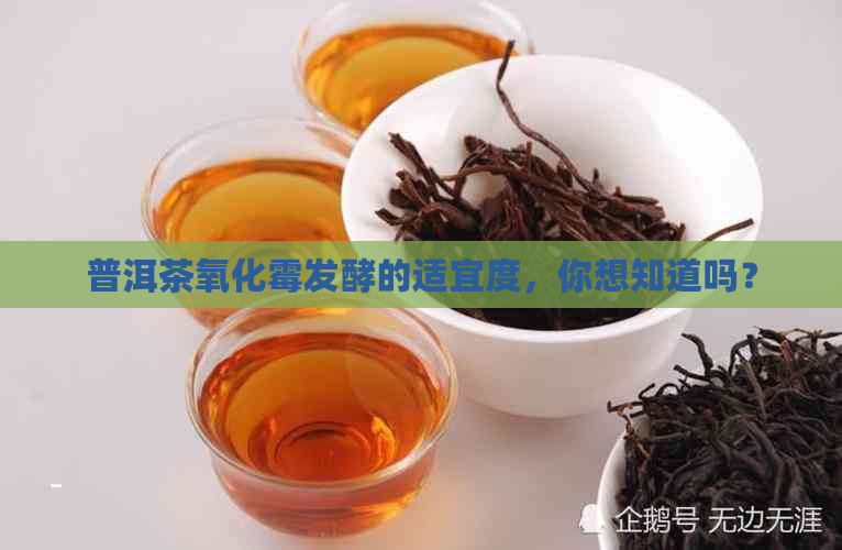 普洱茶氧化霉发酵的适宜度，你想知道吗？