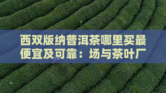 西双版纳普洱茶哪里买更便宜及可靠：场与茶叶厂全解析