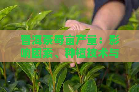 普洱茶每亩产量：影响因素、种植技术与收益分析