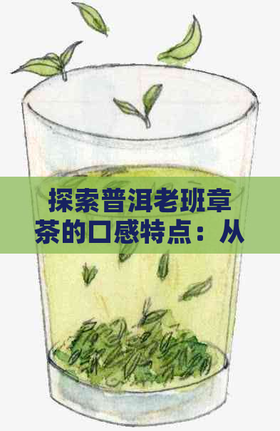 探索普洱老班章茶的口感特点：从香气到滋味的全面解读