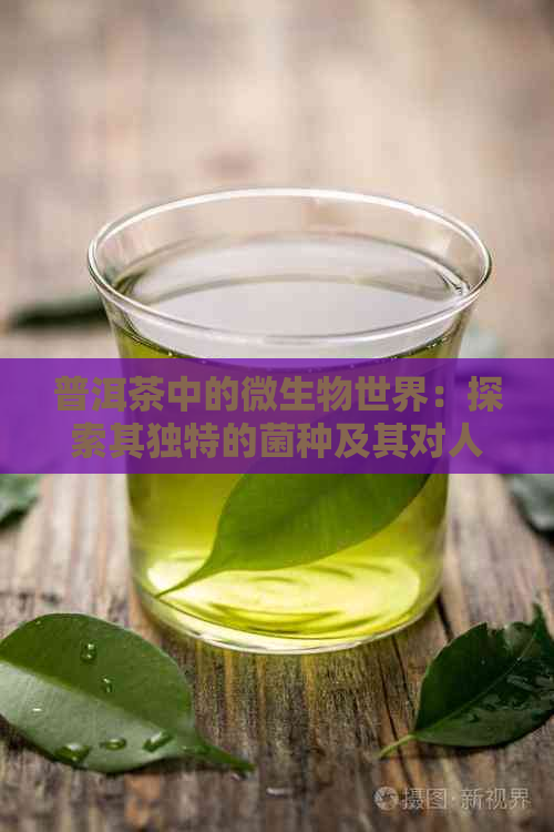 普洱茶中的微生物世界：探索其独特的菌种及其对人体健的影响