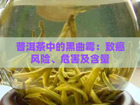 普洱茶中的黑曲霉：致癌风险、危害及含量