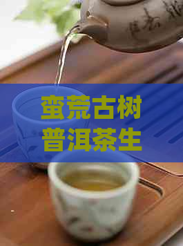 蛮荒古树普洱茶生茶357g:云南原生态古树茶，品鉴纯正的原始风味。