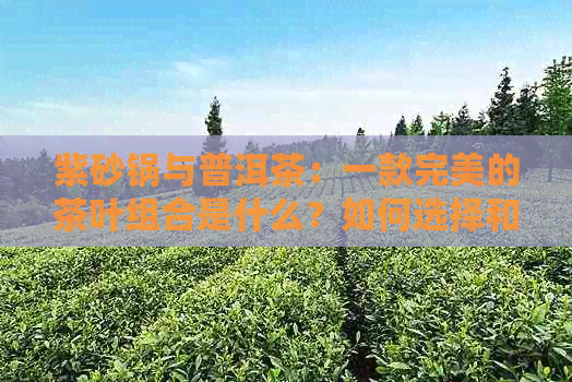 紫砂锅与普洱茶：一款完美的茶叶组合是什么？如何选择和冲泡？