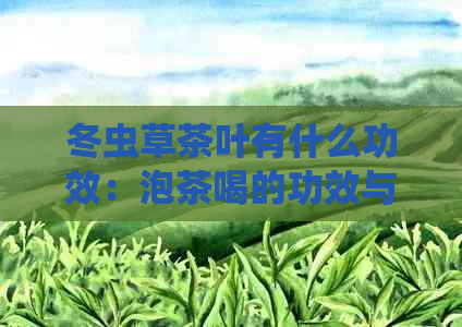 冬虫草茶叶有什么功效：泡茶喝的功效与作用全解析