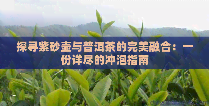 探寻紫砂壶与普洱茶的完美融合：一份详尽的冲泡指南