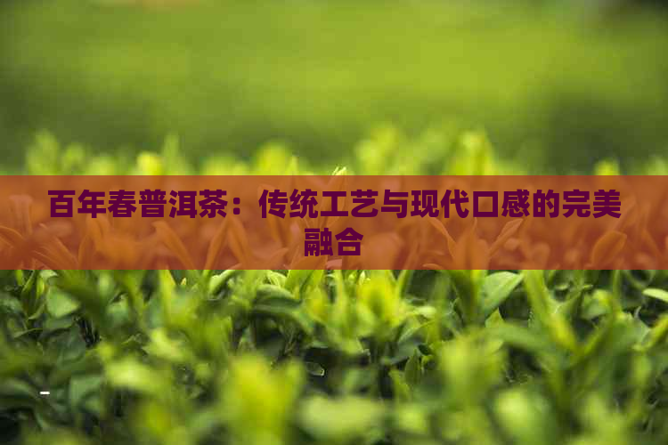 百年春普洱茶：传统工艺与现代口感的完美融合