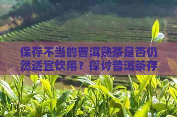 保存不当的普洱熟茶是否仍然适宜饮用？探讨普洱茶存放与健的关系