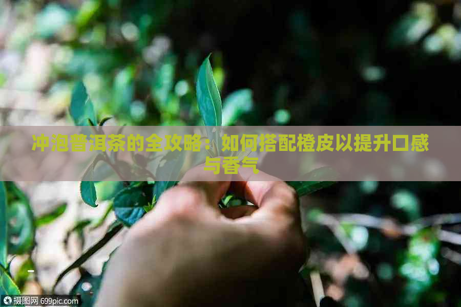 冲泡普洱茶的全攻略：如何搭配橙皮以提升口感与香气