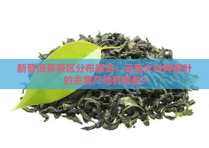 新普洱茶茶区分布概览：云南大叶种茶叶的主要产地有哪些？