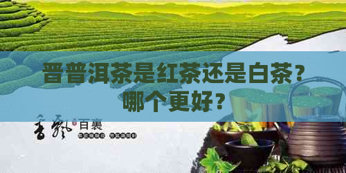 晋普洱茶是红茶还是白茶？哪个更好？