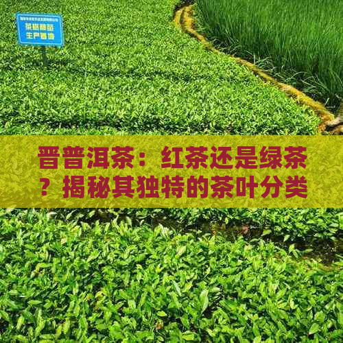 晋普洱茶：红茶还是绿茶？揭秘其独特的茶叶分类与风味