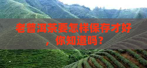 老普洱茶要怎样保存才好，你知道吗？