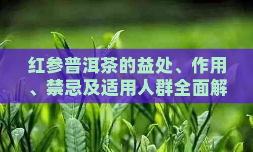 红参普洱茶的益处、作用、禁忌及适用人群全面解析