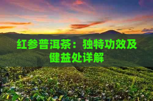 红参普洱茶：独特功效及健益处详解