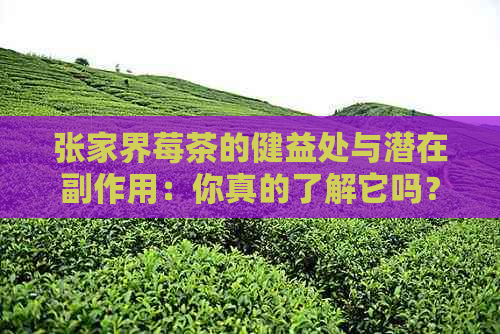 张家界莓茶的健益处与潜在副作用：你真的了解它吗？