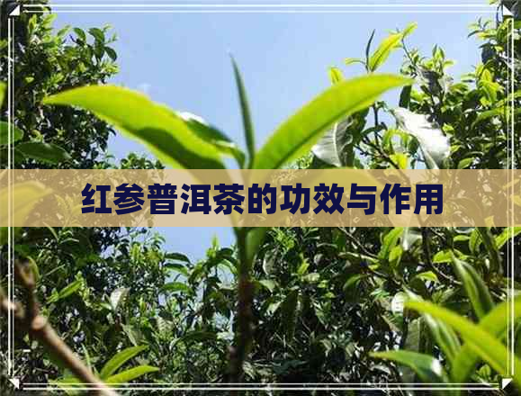 红参普洱茶的功效与作用