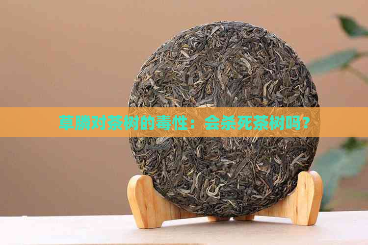 草膦对茶树的性：会杀死茶树吗？