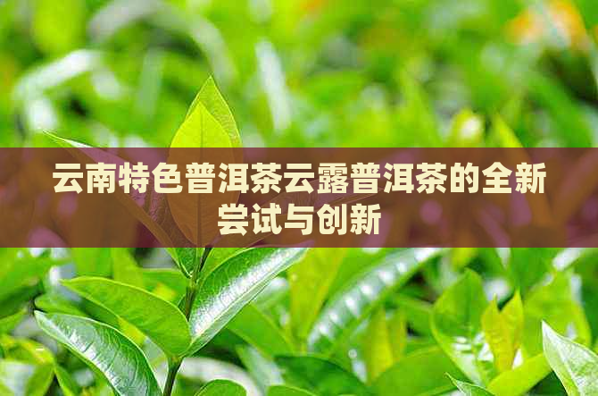 云南特色普洱茶云露普洱茶的全新尝试与创新