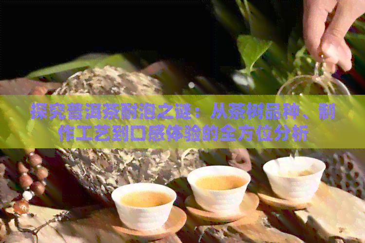 探究普洱茶耐泡之谜：从茶树品种、制作工艺到口感体验的全方位分析