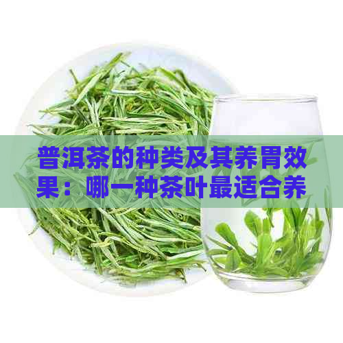 普洱茶的种类及其养胃效果：哪一种茶叶最适合养胃？