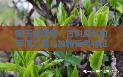 紫玉普洱茶：古树原料的醇厚口感与独特香气特征分析