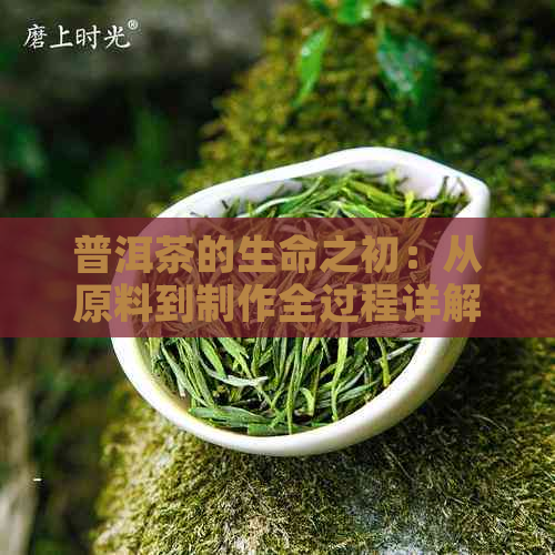 普洱茶的生命之初：从原料到制作全过程详解