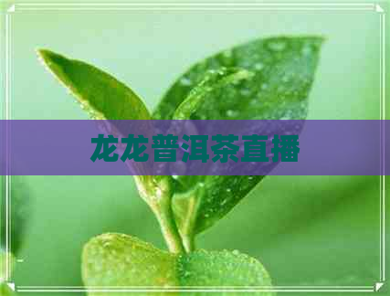 龙龙普洱茶直播