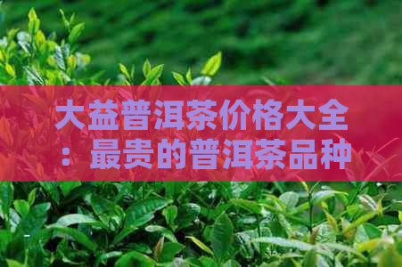 大益普洱茶价格大全：最贵的普洱茶品种和购买途径，一文看懂！