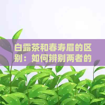 白露茶和春寿眉的区别：如何辨别两者的不同？