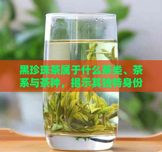 黑珍珠茶属于什么茶类、茶系与茶种，揭示其独特身份与特点