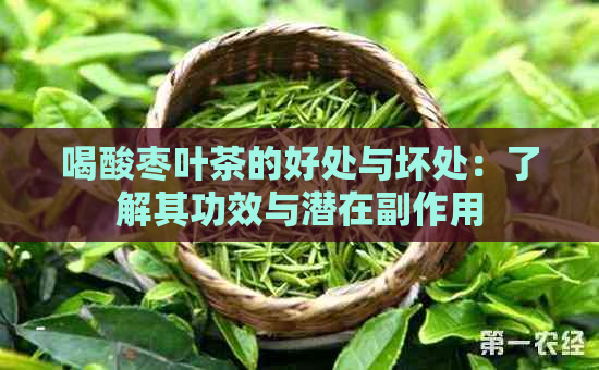 喝酸枣叶茶的好处与坏处：了解其功效与潜在副作用