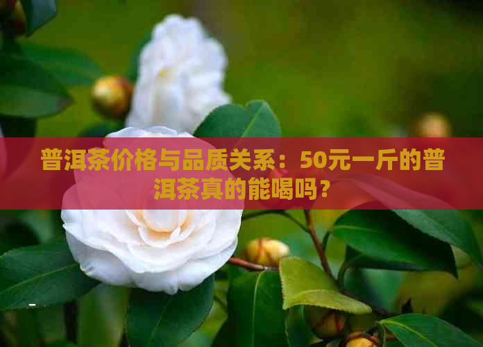 普洱茶价格与品质关系：50元一斤的普洱茶真的能喝吗？