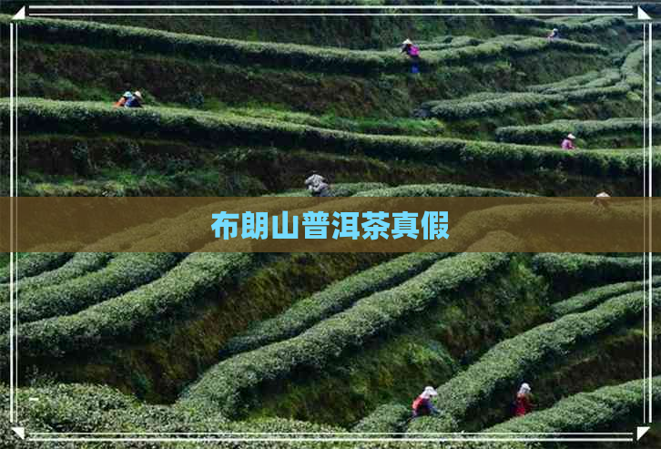 布朗山普洱茶真假