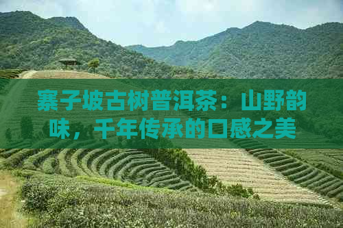 寨子坡古树普洱茶：山野韵味，千年传承的口感之美