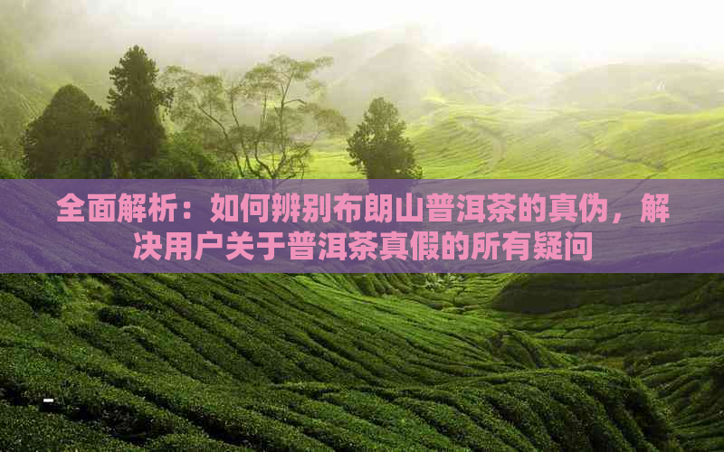 全面解析：如何辨别布朗山普洱茶的真伪，解决用户关于普洱茶真假的所有疑问