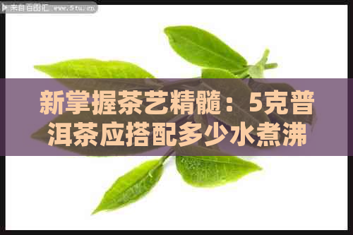 新掌握茶艺精髓：5克普洱茶应搭配多少水煮沸的科学指南