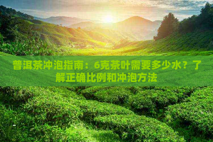 普洱茶冲泡指南：6克茶叶需要多少水？了解正确比例和冲泡方法