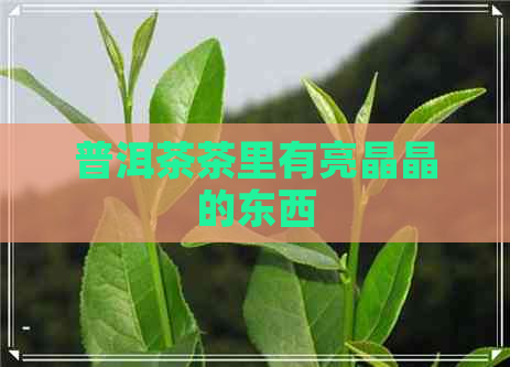 普洱茶茶里有亮晶晶的东西