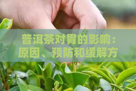 普洱茶对胃的影响：原因、预防和缓解方法