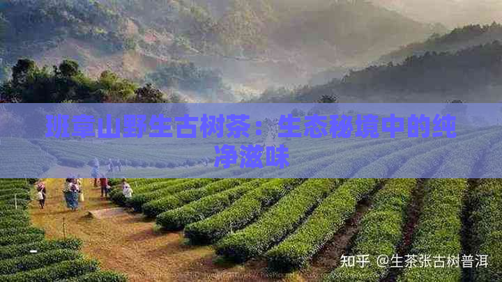 班章山野生古树茶：生态秘境中的纯净滋味