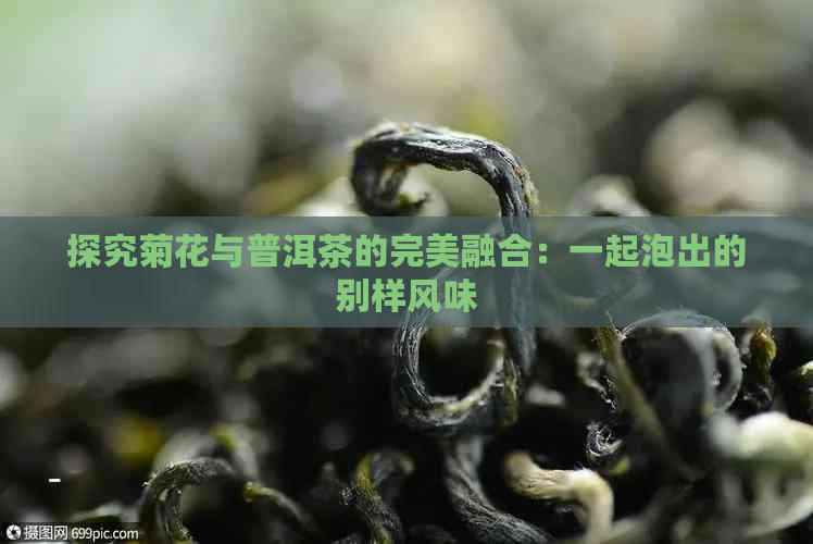 探究菊花与普洱茶的完美融合：一起泡出的别样风味