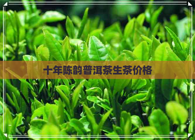 十年陈韵普洱茶生茶价格