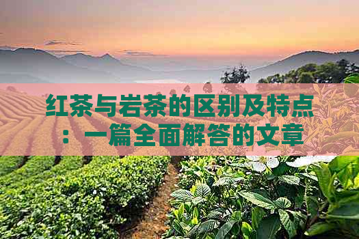 红茶与岩茶的区别及特点：一篇全面解答的文章