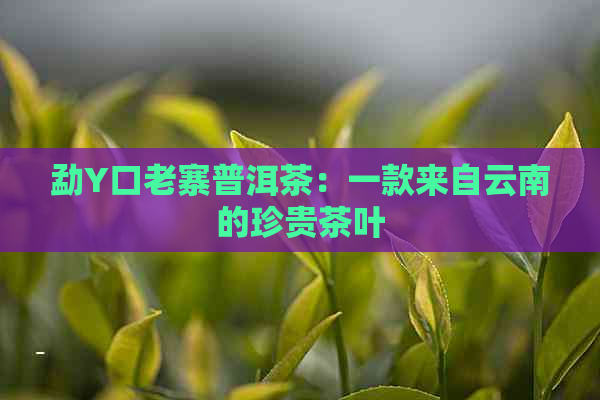 勐Y口老寨普洱茶：一款来自云南的珍贵茶叶