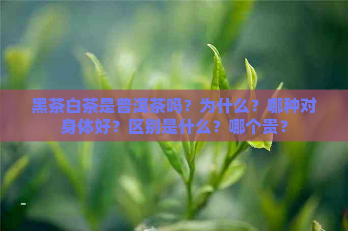 黑茶白茶是普洱茶吗？为什么？哪种对身体好？区别是什么？哪个贵？