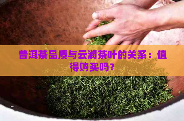 普洱茶品质与云润茶叶的关系：值得购买吗？